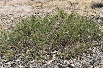 Acacia farinosa, photographed by Chris Lindorff
