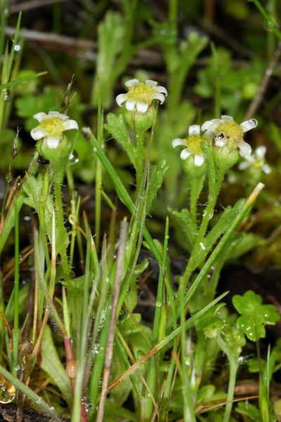 Brachyscome goniocarpa, photographed by Chris Lindorff