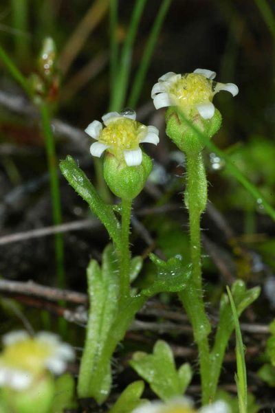 Brachyscome goniocarpa, photographed by Chris Lindorff
