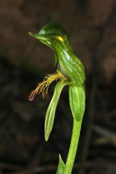 Pterostylis foliacea, photographed by Chris Lindorff