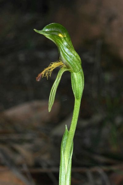 Pterostylis foliacea, photographed by Chris Lindorff