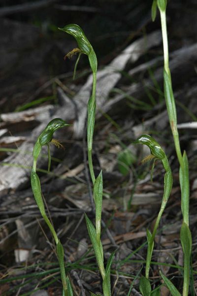 Pterostylis foliacea, photographed by Chris Lindorff
