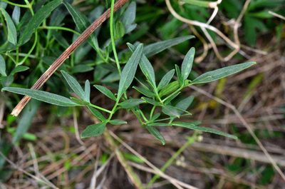 Clematis decipiens, photographed by Chris Lindorff