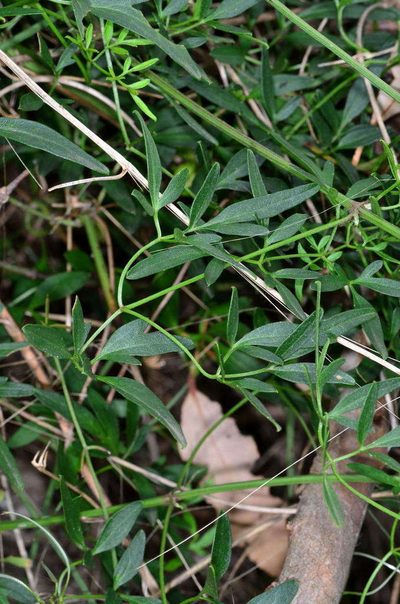 Clematis decipiens, photographed by Chris Lindorff