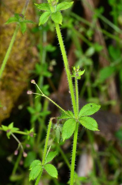 Trichogalium leptogonium, photographed by Chris Lindorff