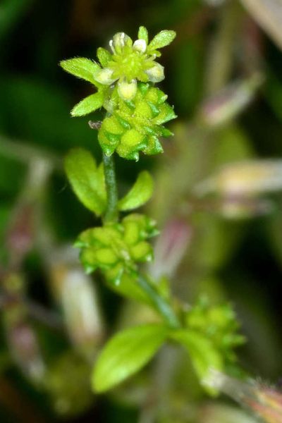 Ranunculus sessiliflorus, photographed by Chris Lindorff