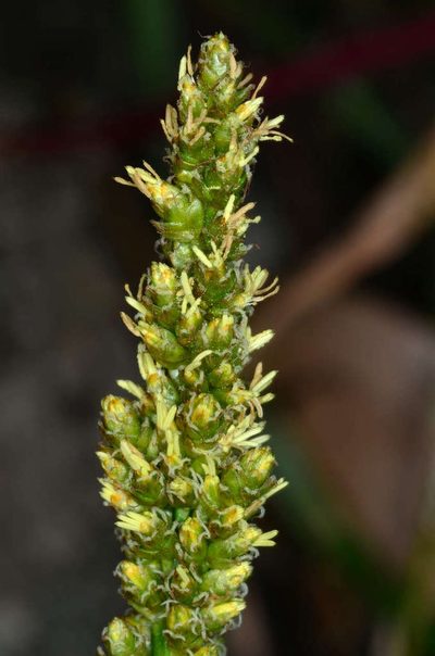 Carex incomitata, photographed by Chris Lindorff