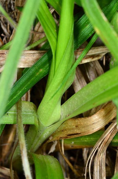 Carex incomitata, photographed by Chris Lindorff