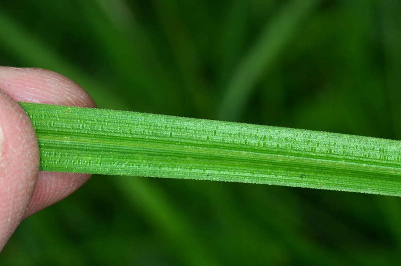 Carex incomitata, photographed by Chris Lindorff