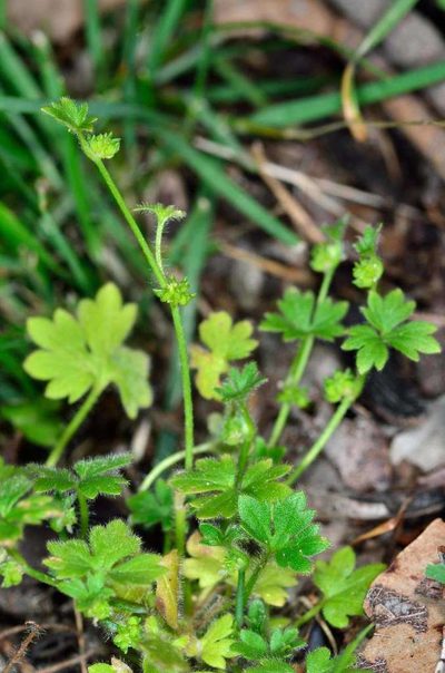 Ranunculus sessiliflorus, photographed by Chris Lindorff