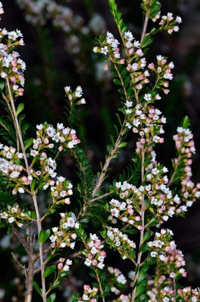 Thryptomene calycina, photographed by Chris Lindorff