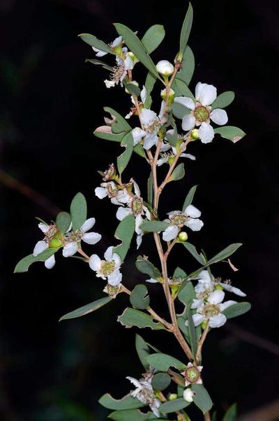 Leptospermum obovatum, photographed by Chris Lindorff
