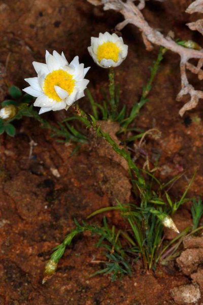 Rhodanthe stuartiana, photographed by Chris Lindorff