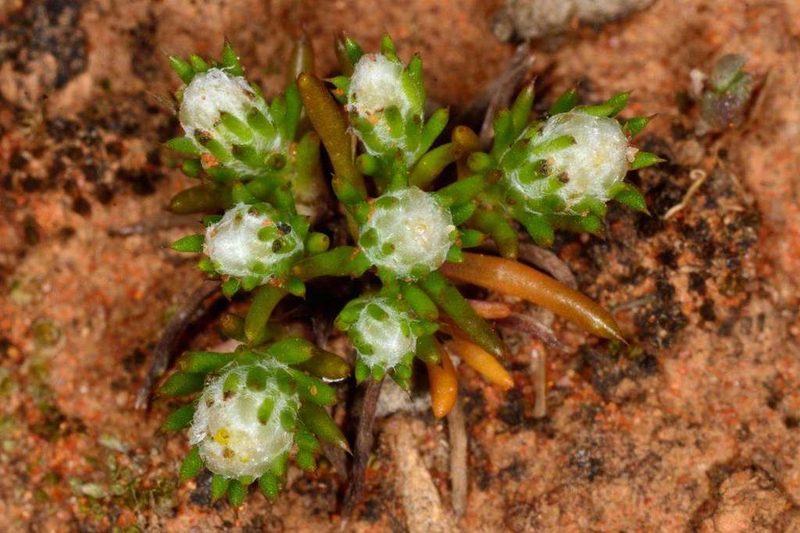 Pogonolepis muelleriana, photographed by Chris Lindorff