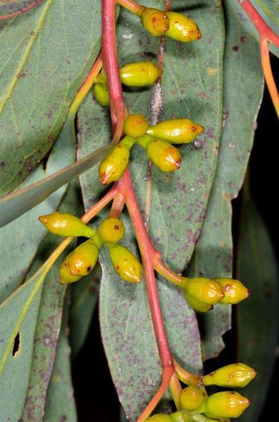 Eucalyptus dumosa, photographed by Chris Lindorff