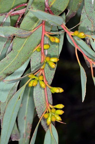 Eucalyptus dumosa, photographed by Chris Lindorff