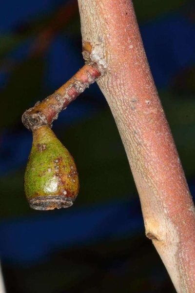 Eucalyptus dumosa, photographed by Chris Lindorff