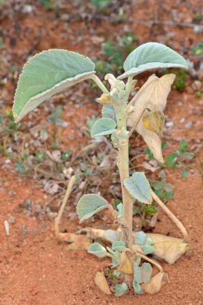 Abutilon otocarpum, photographed by Chris Lindorff