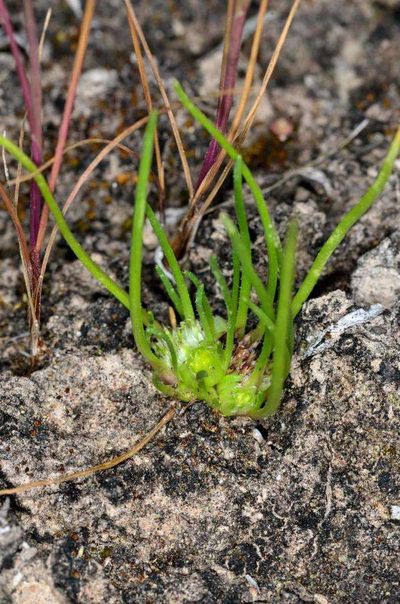 Isoetopsis graminifolia, photographed by Chris Lindorff