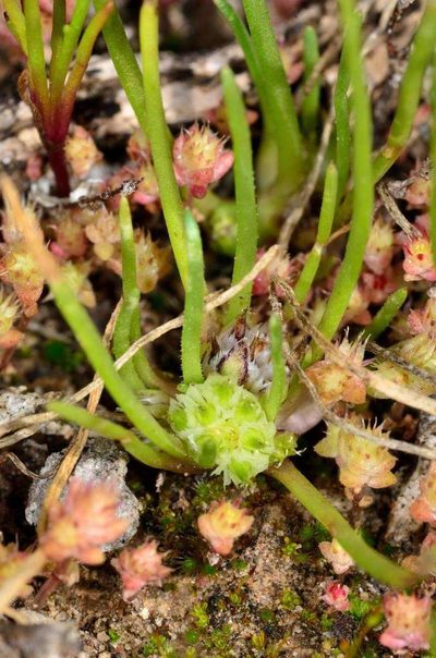 Isoetopsis graminifolia, photographed by Chris Lindorff