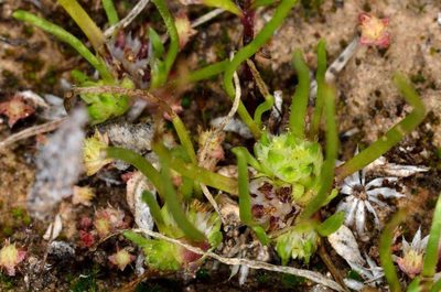 Isoetopsis graminifolia, photographed by Chris Lindorff