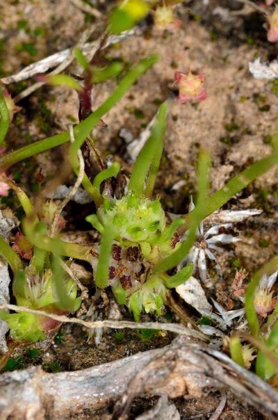 Isoetopsis graminifolia, photographed by Chris Lindorff