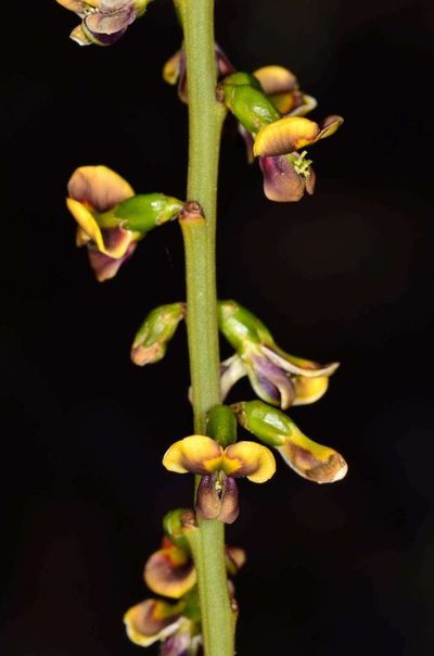 Templetonia egena, photographed by Chris Lindorff