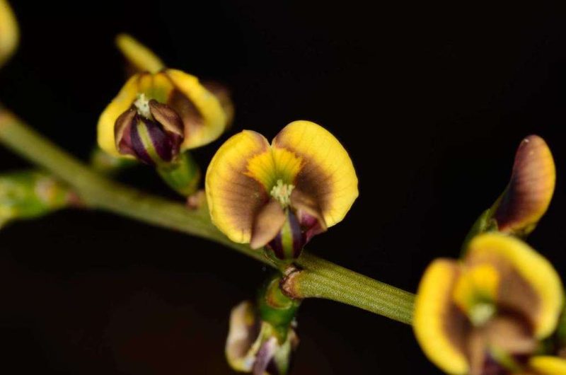 Templetonia egena, photographed by Chris Lindorff