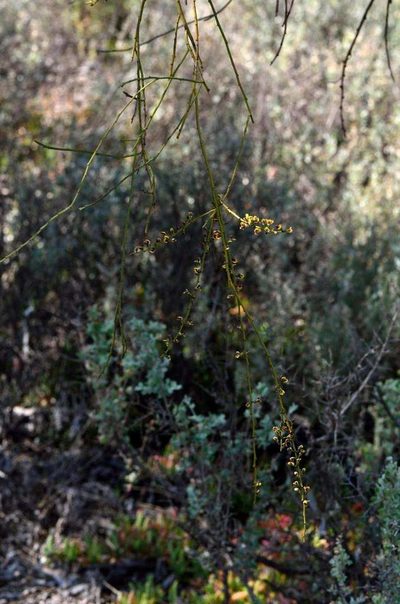 Templetonia egena, photographed by Chris Lindorff