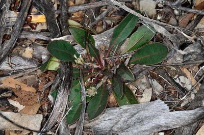 Ptilotus seminudus, photographed by Chris Lindorff