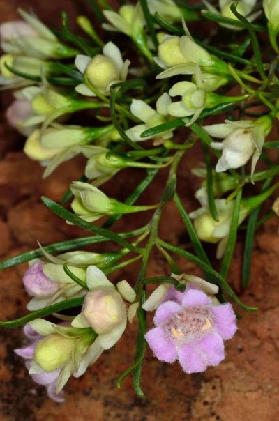 Eremophila sturtii, photographed by Chris Lindorff
