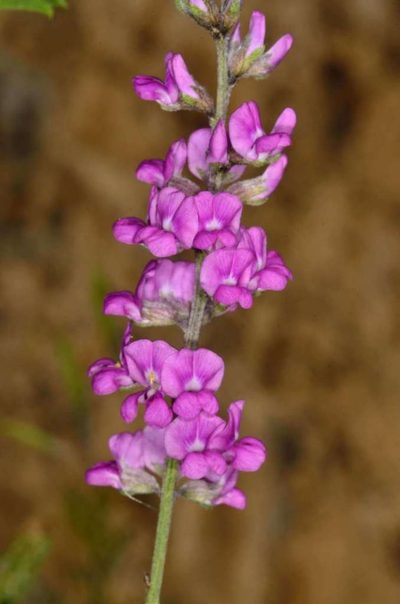 Cullen australasicum, photographed by Chris Lindorff