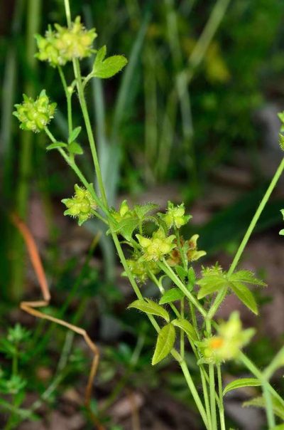 Ranunculus sessiliflorus, photographed by Chris Lindorff