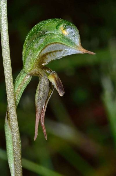 Pterostylis pusilla, photographed by Chris Lindorff
