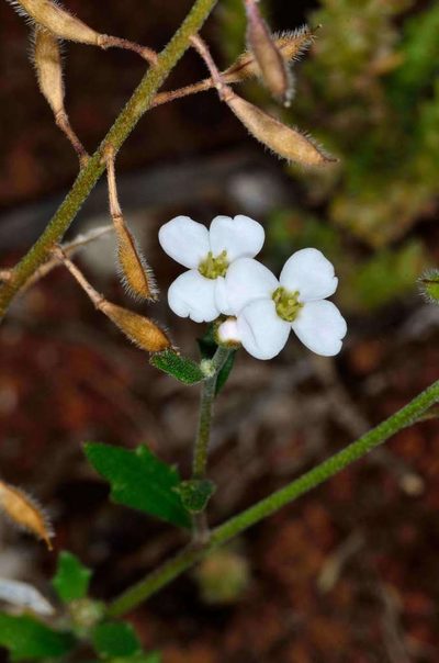 Harmsiodoxa blennodioides, photographed by Chris Lindorff