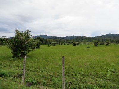 Astrocaryum murumuru, photographed by Jens-Christian Svenning