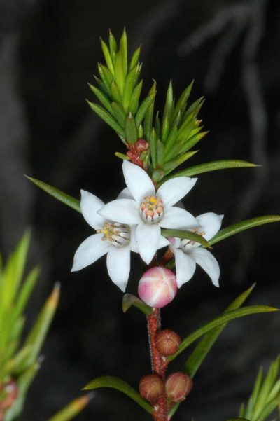 Philotheca pungens, photographed by Chris Lindorff