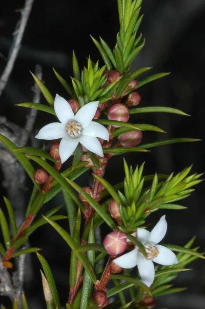 Philotheca pungens, photographed by Chris Lindorff