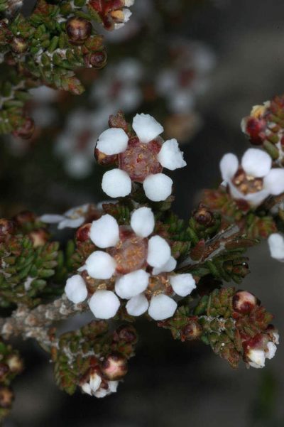 Rinzia ericaea, photographed by Chris Lindorff