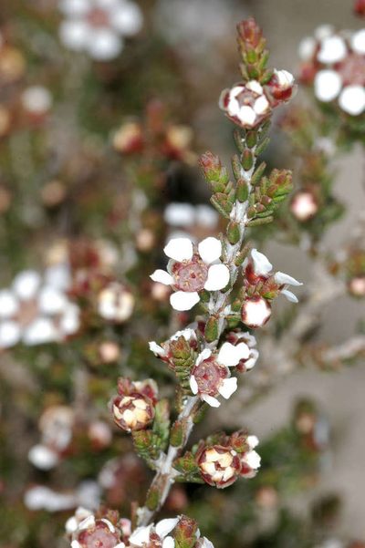 Rinzia ericaea, photographed by Chris Lindorff
