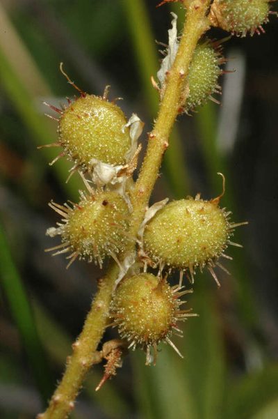 Glycyrrhiza acanthocarpa, photographed by Chris Lindorff