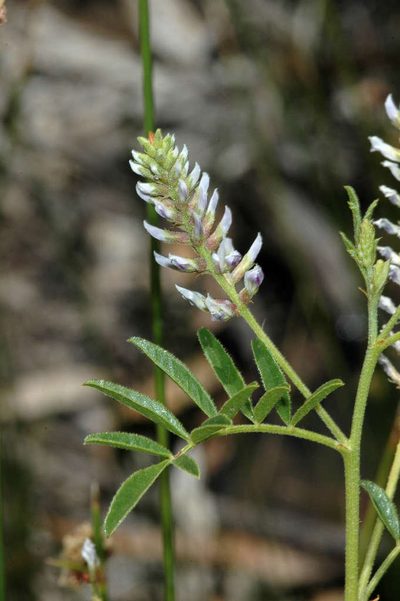 Glycyrrhiza acanthocarpa, photographed by Chris Lindorff