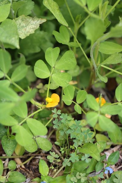 Arachis hypogaea, photographed by Rich Sommer
