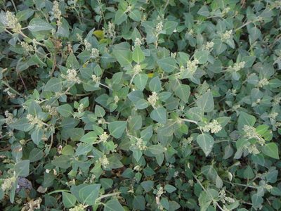 Chenopodium vulvaria, photographed by Christian Berg