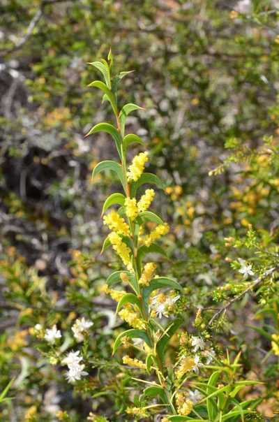 Acacia triptera, photographed by Chris Lindorff
