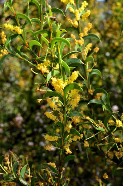 Acacia triptera, photographed by Chris Lindorff
