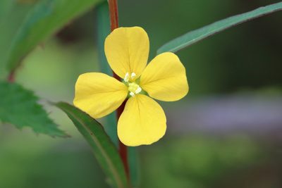 Ludwigia maritima, photographed by Lauren McLaurin