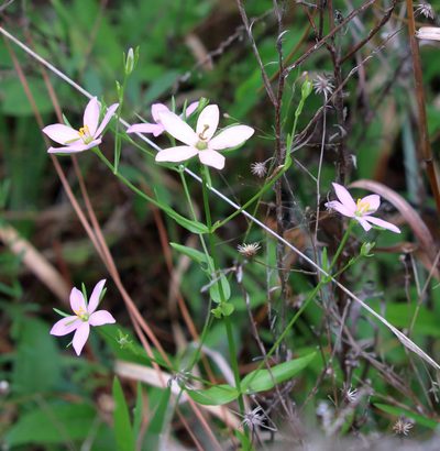Sabatia brachiata, photographed by Lauren McLaurin