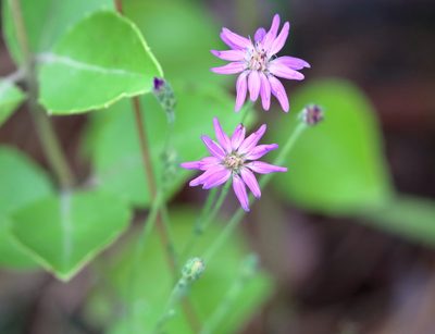 Symphyotrichum concolor, photographed by Lauren McLaurin