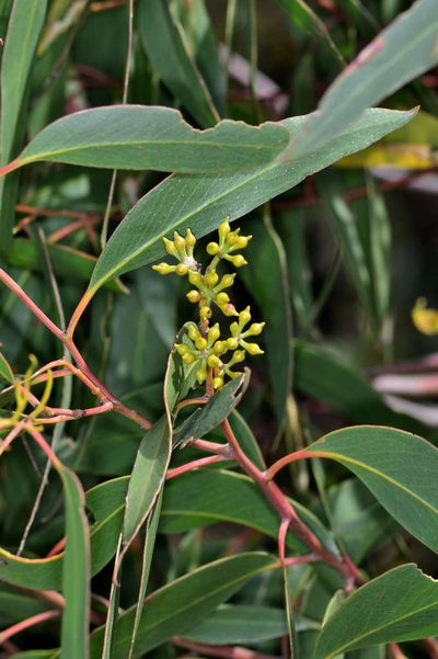 Eucalyptus macrorhyncha, photographed by Chris Lindorff